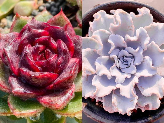 10 Seeds Echeveria Blood Maria (Black Queen, Black rose) X 'white madiba' Hybrids Succulent Plant