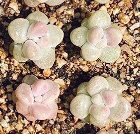 10 seeds Graptopetalum mendozae X Echeveria Laui New Hybrid Hybrids Seed Rare Succulent Plant