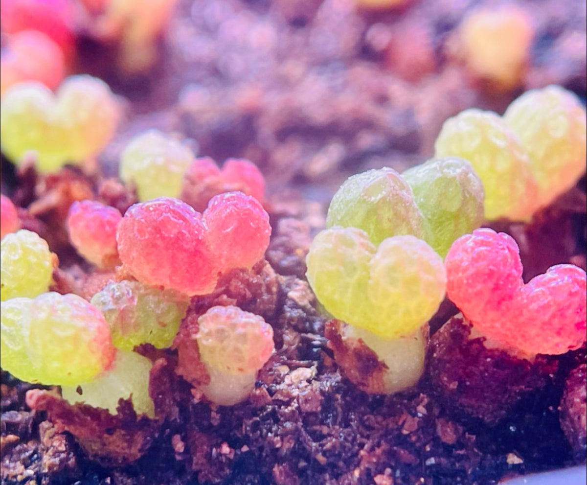 10 Seeds Diplosoma luckhoffii (Maughaniella luckhoffii) Seeds – Duckfoot Mesemb