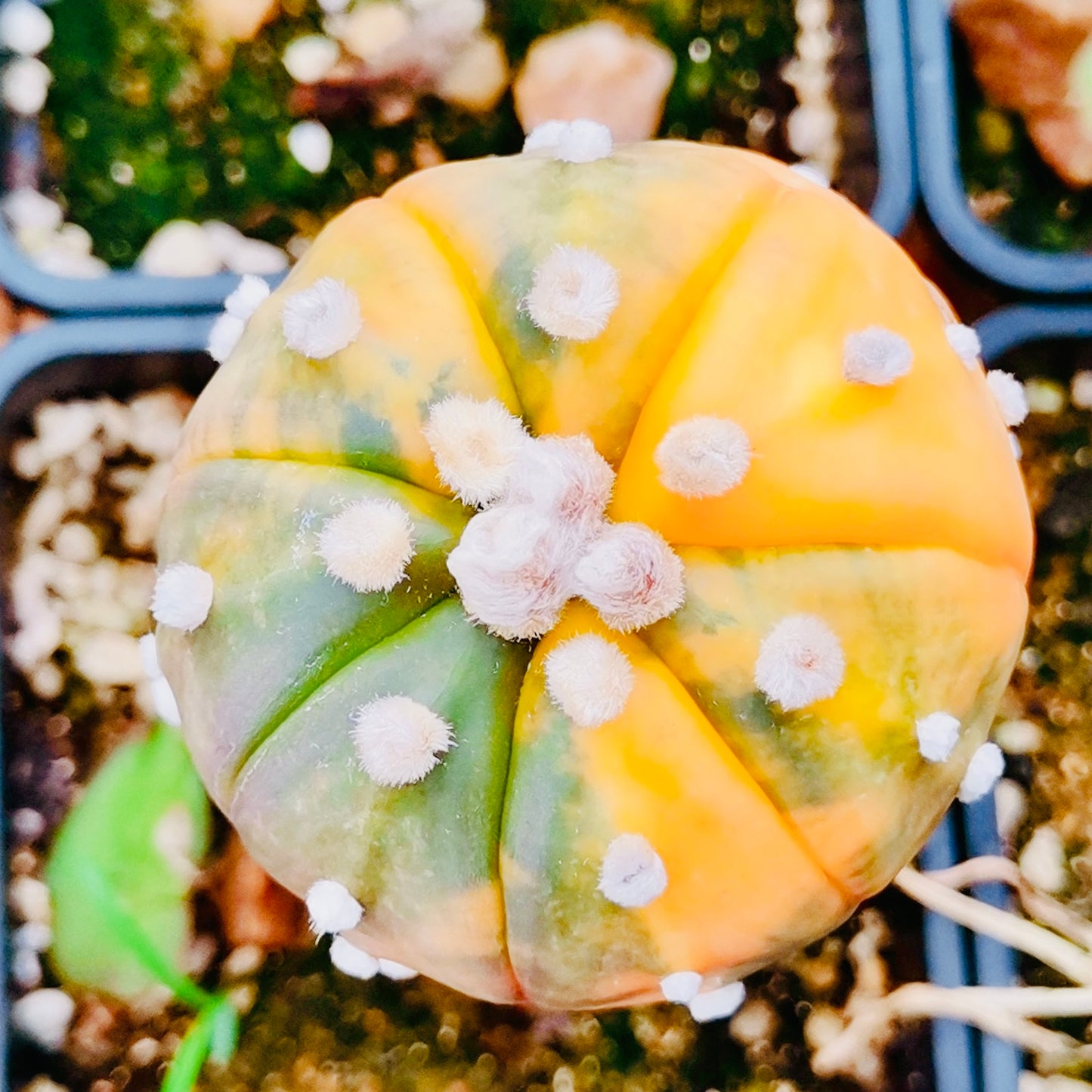 10 Seeds Astrophytum ‘Star plant’ v. Variegated Rare Succulents Cactus