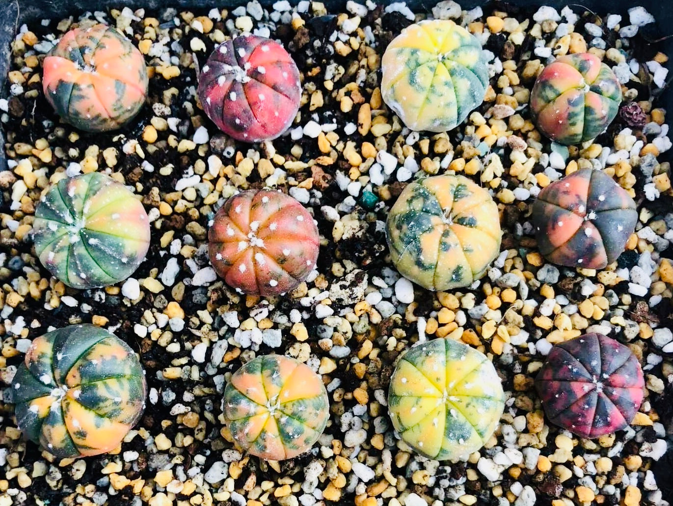 10 Seeds Astrophytum ‘Star plant’ v. Variegated Rare Succulents Cactus