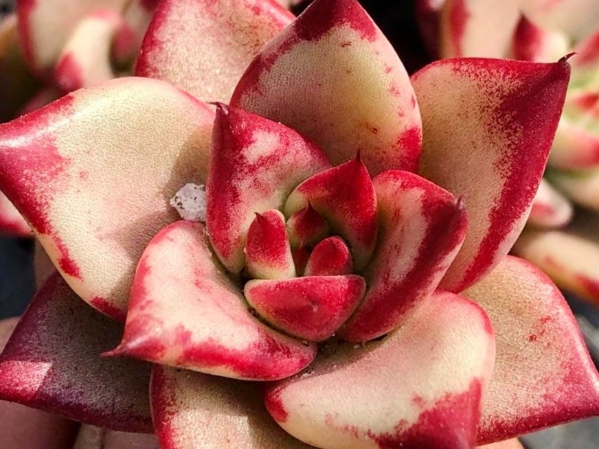 10 Seeds Echeveria Blood Romeo Rare Succulent Plant