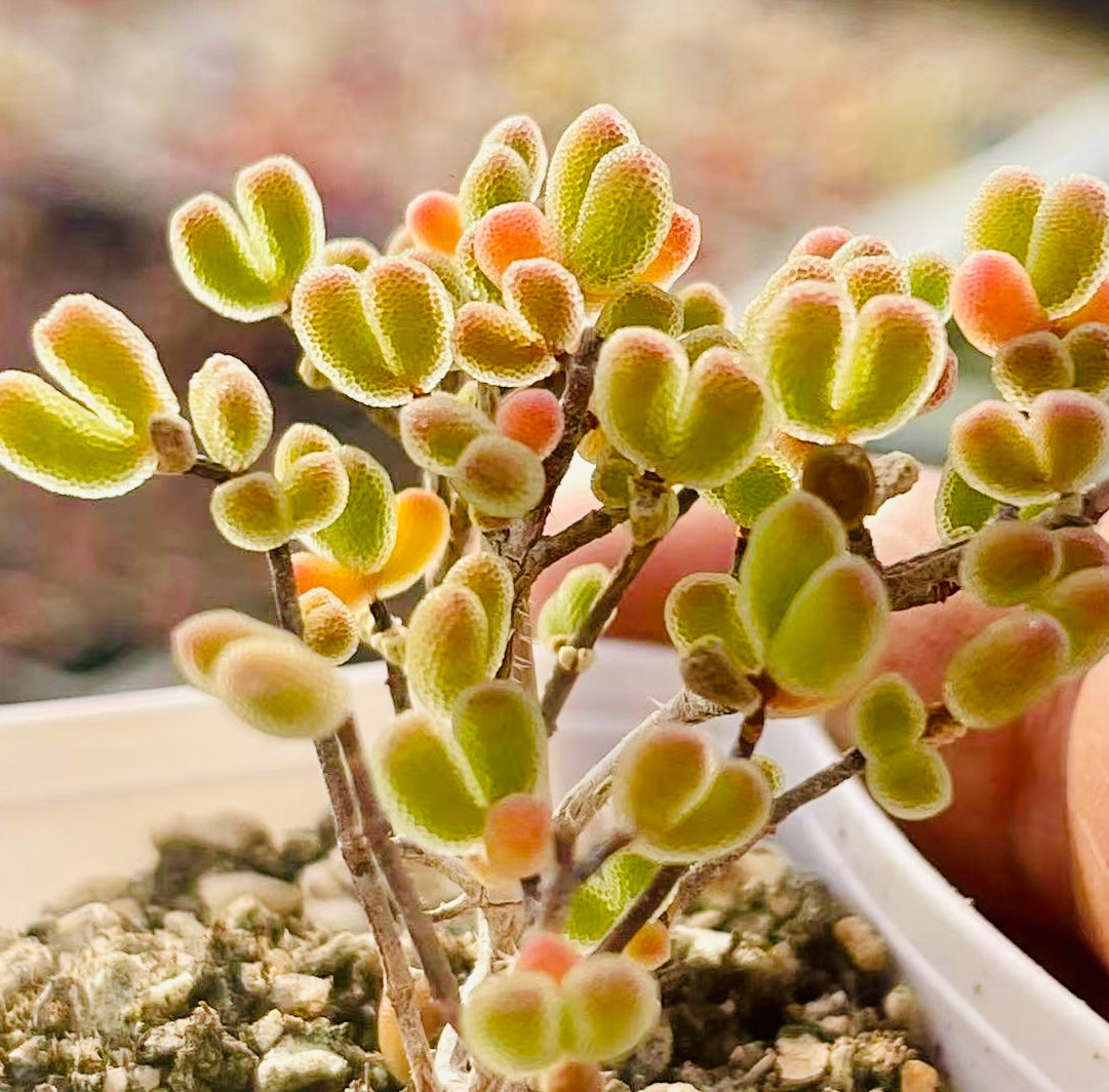 10 Seeds Drosanthemum schoenlandianum Very Rare Succulent Meaty Plant