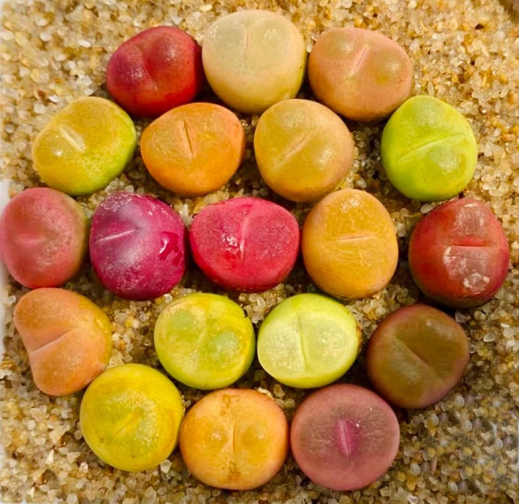 10 Seeds MIX colorful Conophytum maughanii sp Rare Succulent Seed Succulents Meaty Plants