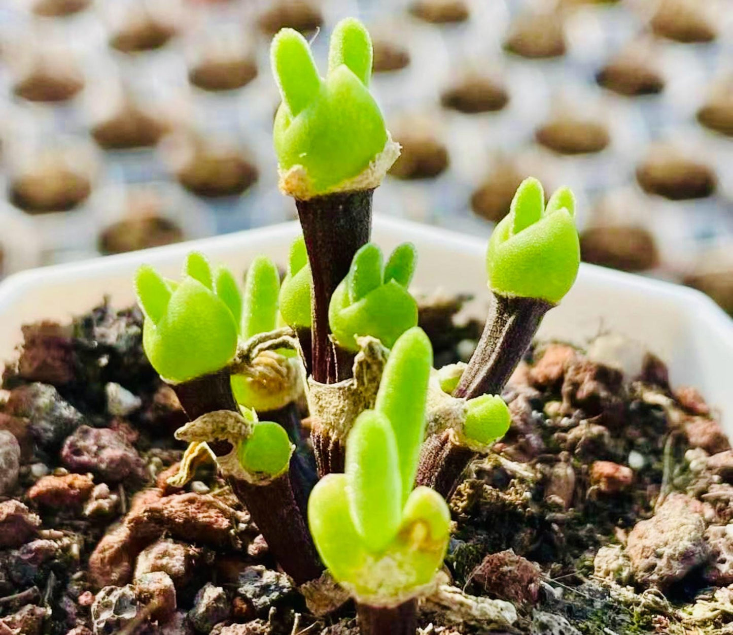 10 Seeds Dicrocaulon ramulosum Very Popular Succulent Seed Pink Succulents Meaty Plants