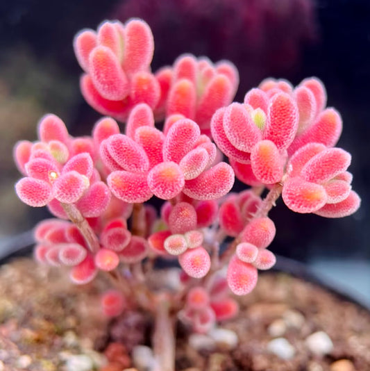 10 Seeds 1491.16-Drosanthemum sp SB1410 Rare Succulent Seed Pink Succulents Meaty Plants