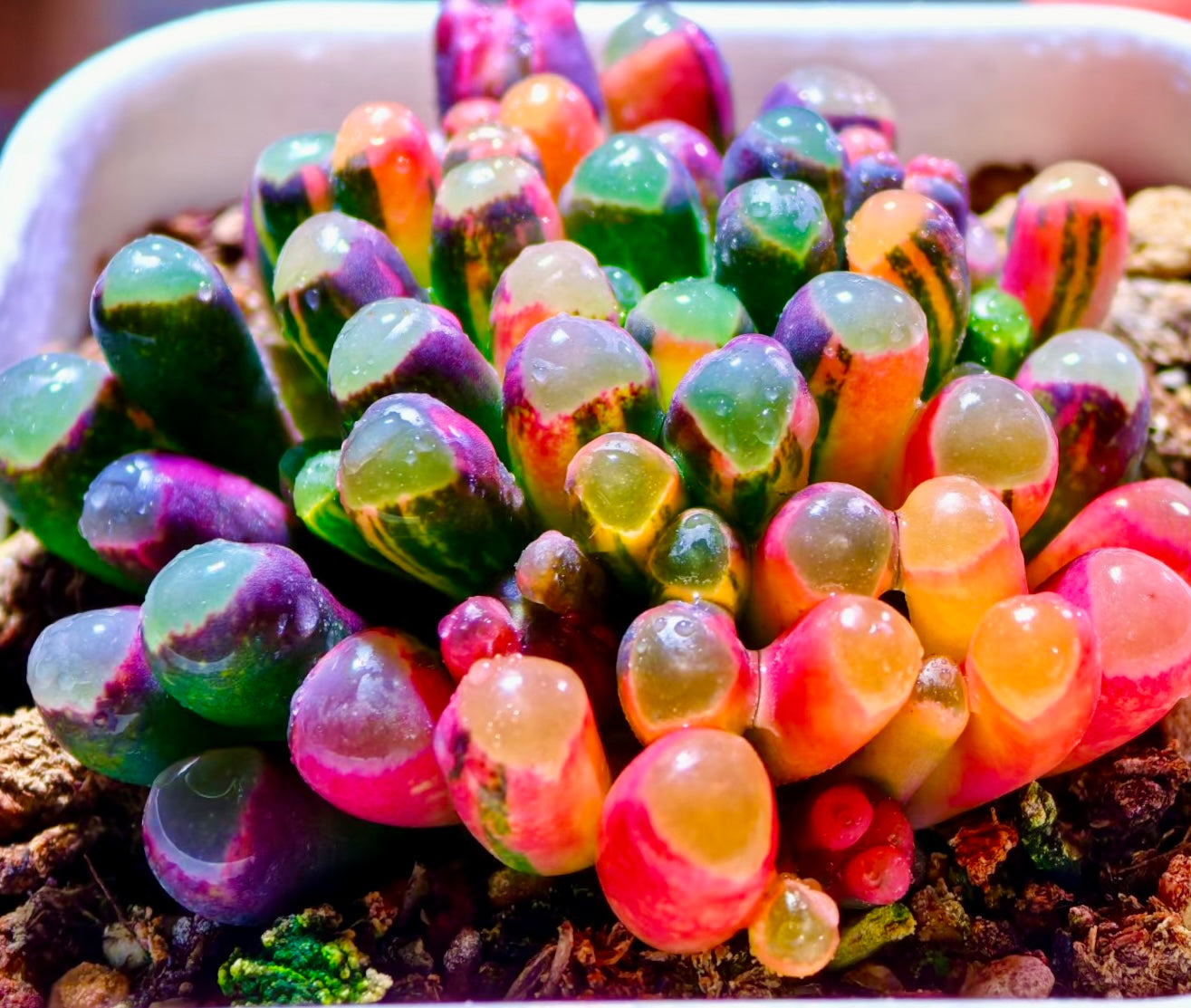 10 Seeds Fenestraria aurantiaca var. (Baby toes) Variegated Very Rare Succulent Seed Pink Succulents Meaty Plants