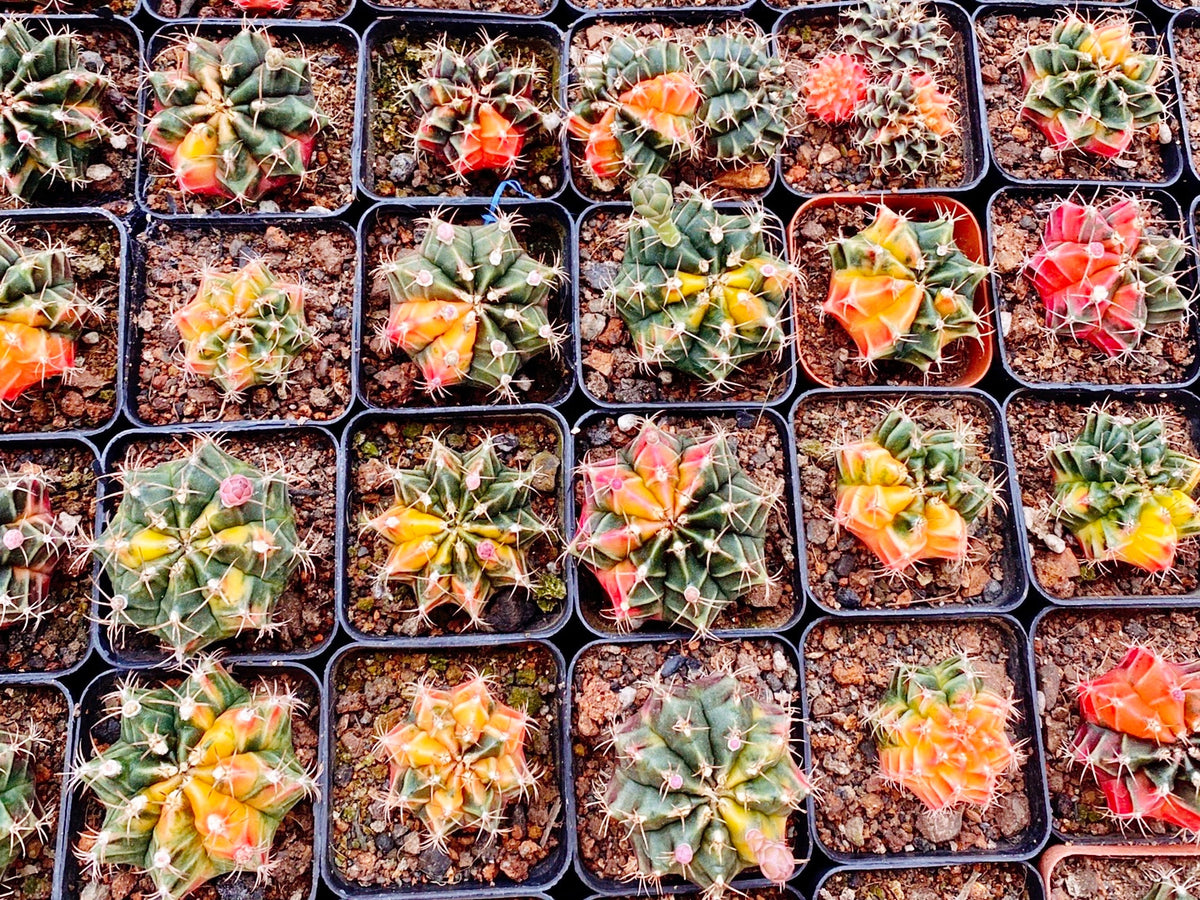 10 Seeds Gymnocalycium mihanovichii var. friedrichii Werder SEED Rare Cactus Succulent Meaty Plant