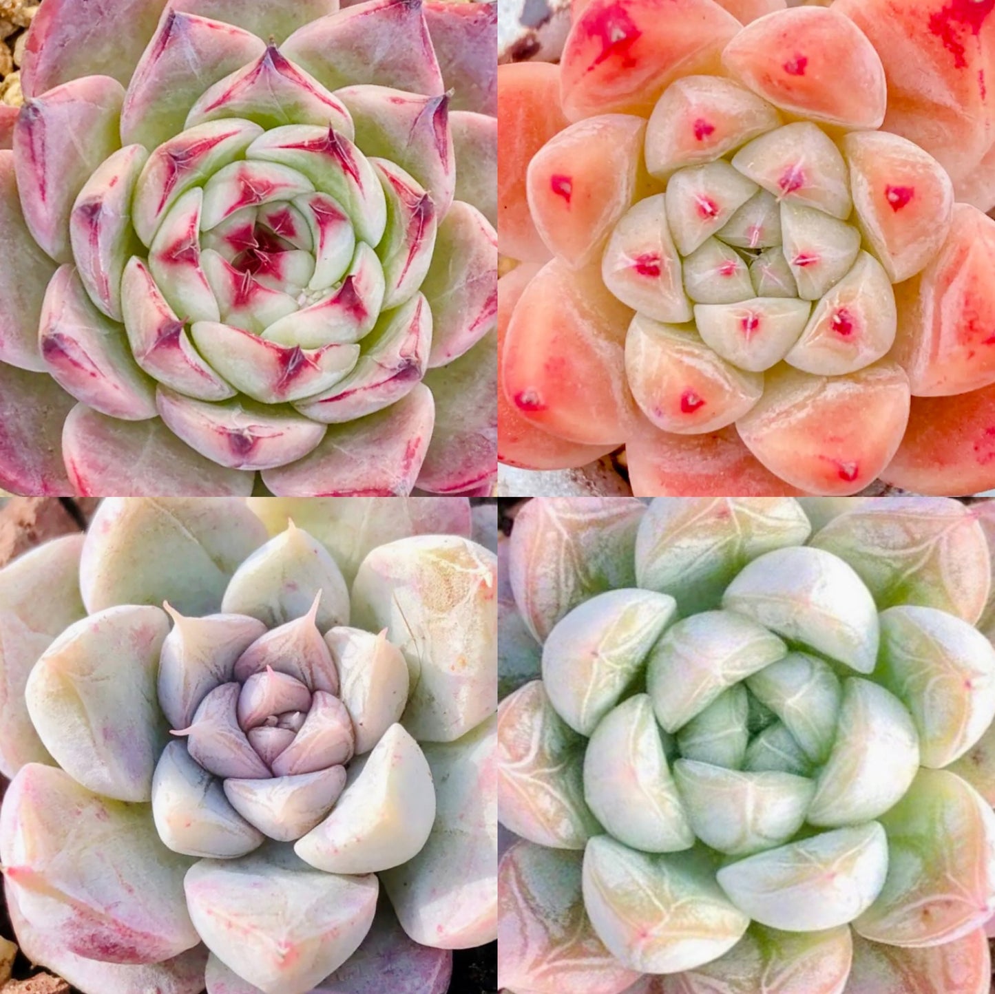 10 Seeds MIX Echeveria sp collection with amazing farina lines /Farina patterns extremely Rare RECOMMENDED Succulent Meaty Plants