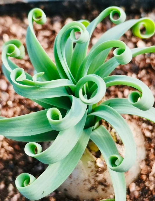 10 Seeds Albuca concordiana ‘Spring Grass’ Rare Succulent Plant