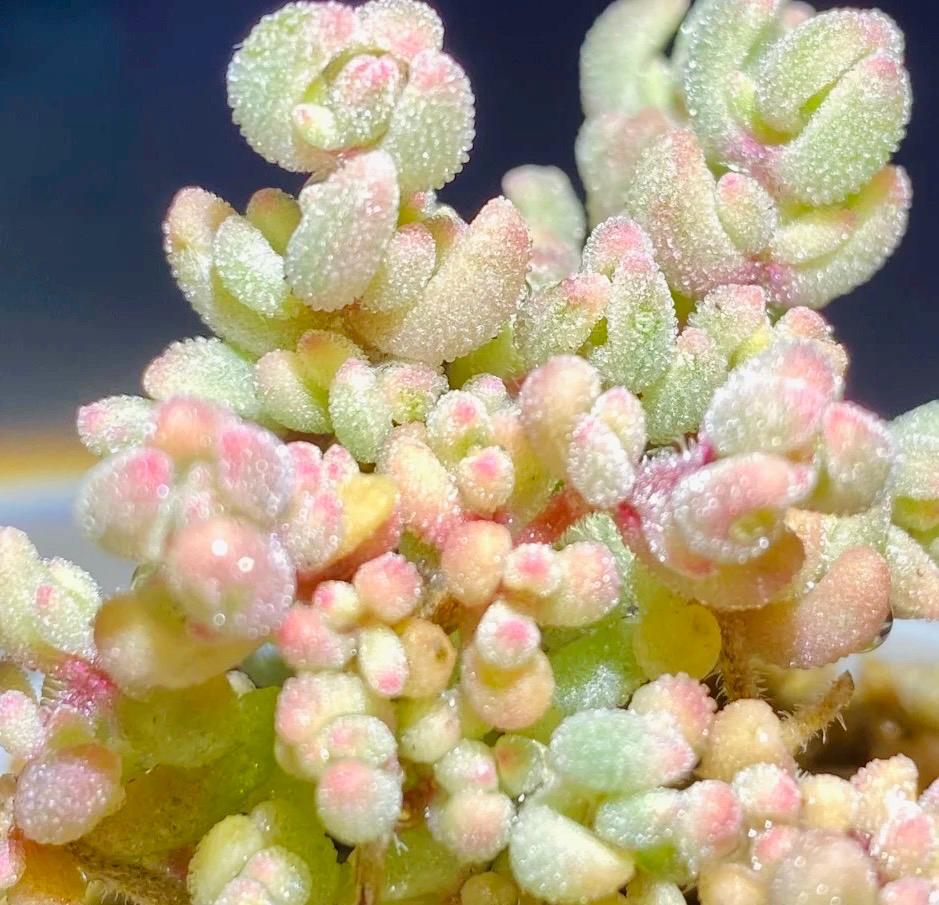 10 Seeds Drosanthemum stokoei VARIEGATED Very Rare Succulent Seed Pink Succulents Meaty Plants