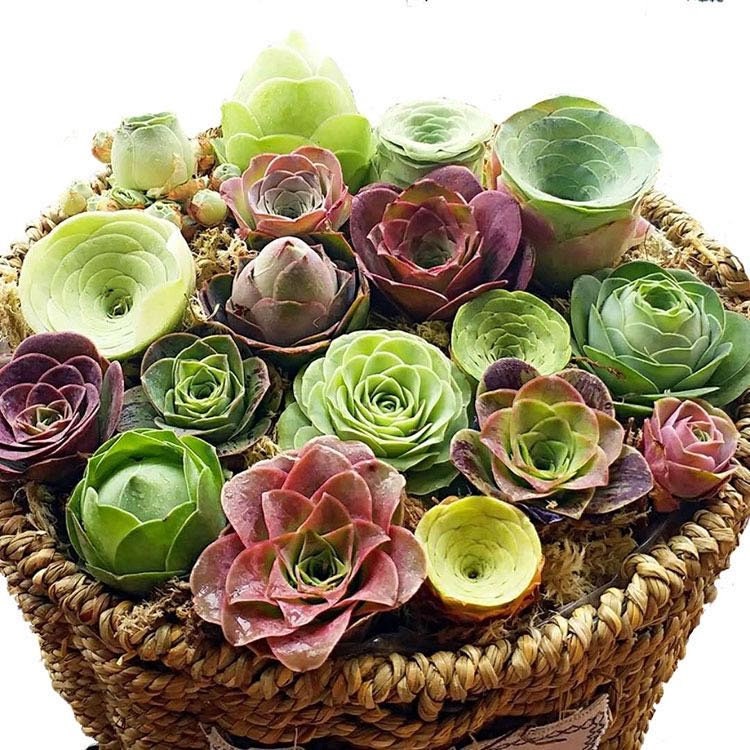 10 Seeds Rare Mountain Rose Seed MIX Greenovia Succulent Pink Purple Bonsai Plant Flower Succulents Meaty Plants