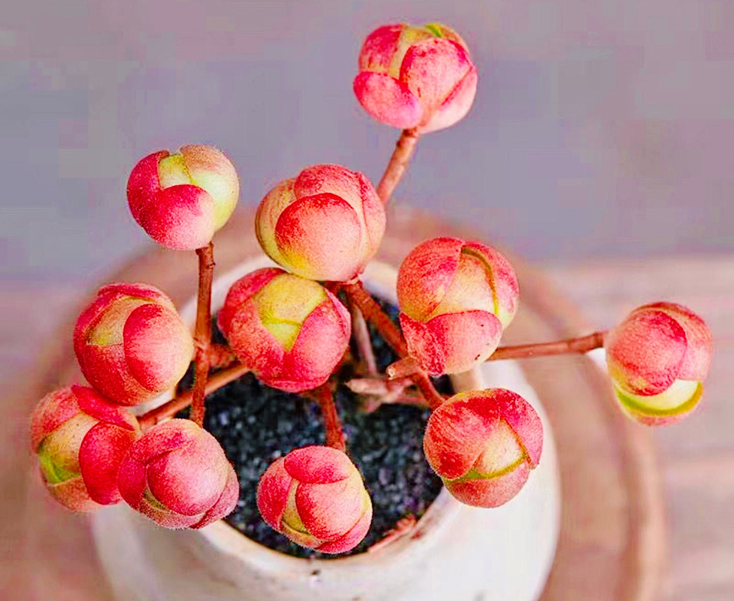 10 Seeds Aeonium saundersii Rare Succulent Seed Pink Succulents Meaty Plants