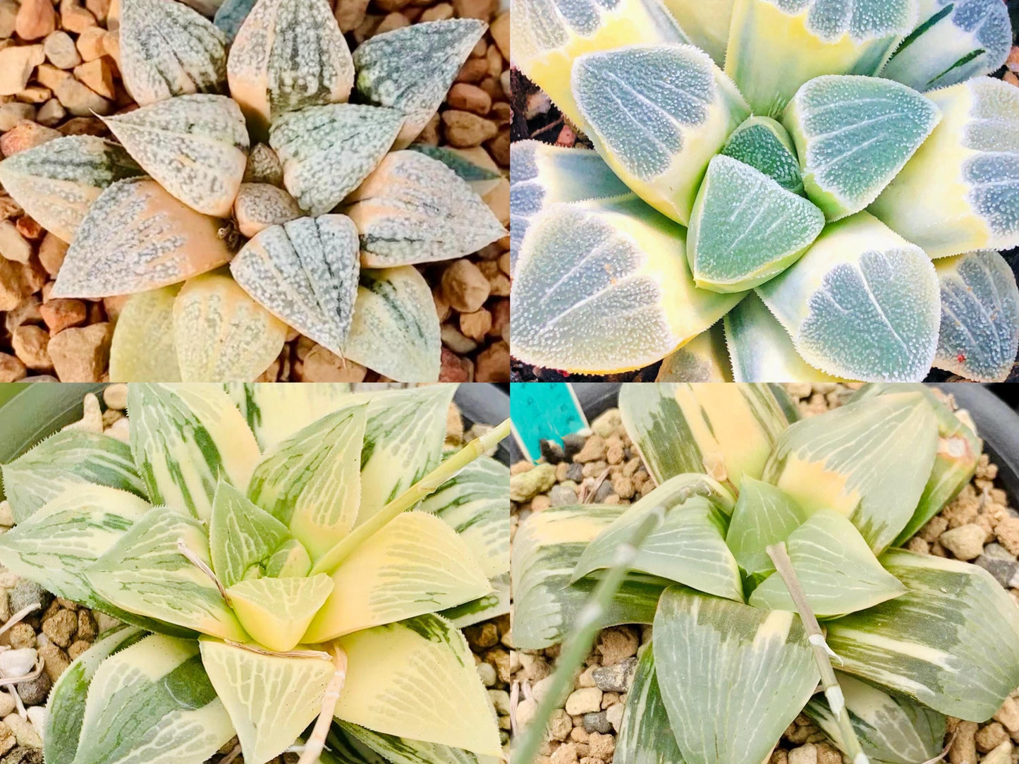 10 MIX Seeds Variegated Haworthia Emelyae / Picta sp seed Very Rare Succulent Meaty Plant