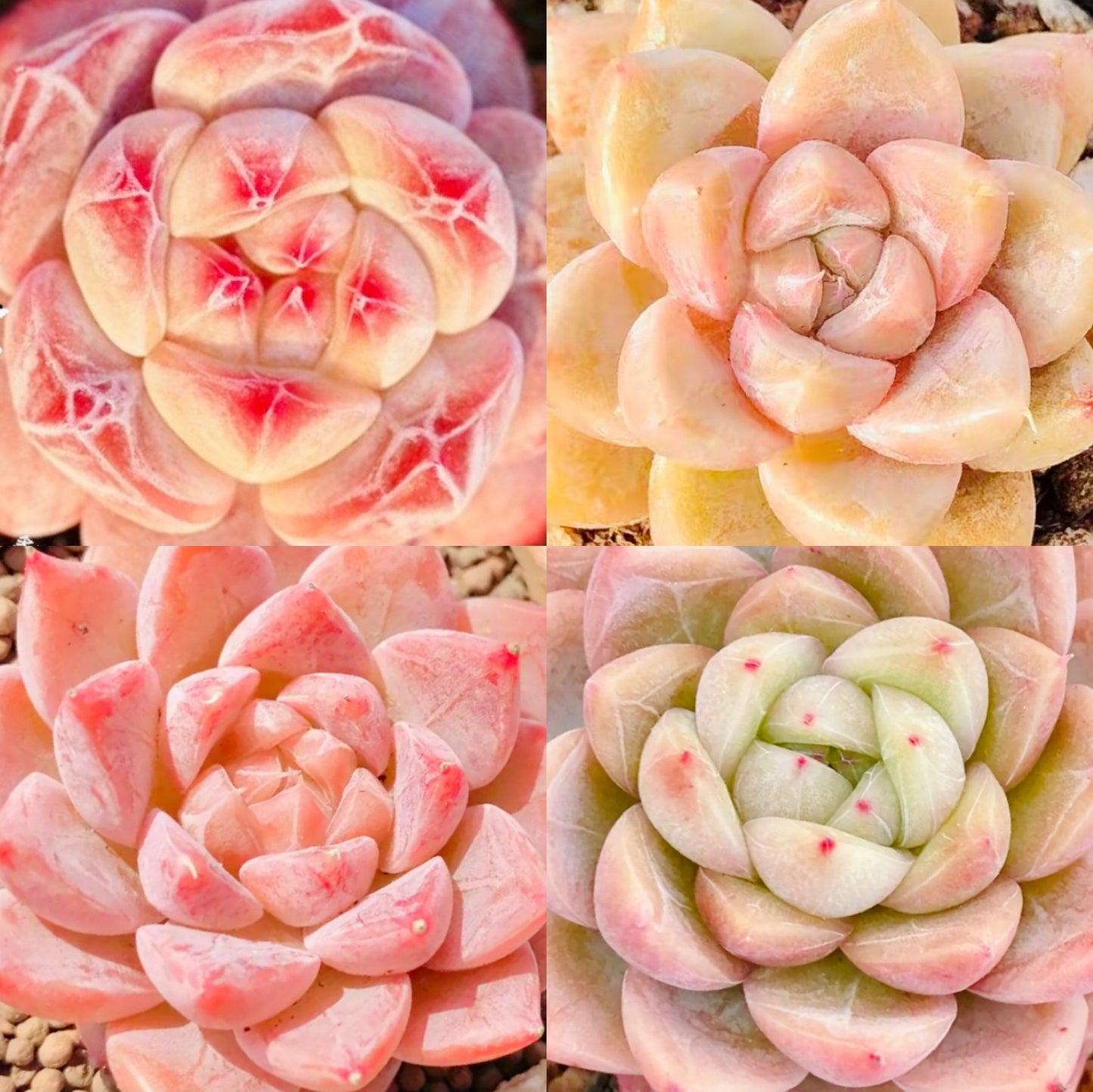 10 Seeds MIX Echeveria sp collection with amazing farina lines /Farina patterns extremely Rare RECOMMENDED Succulent Meaty Plants