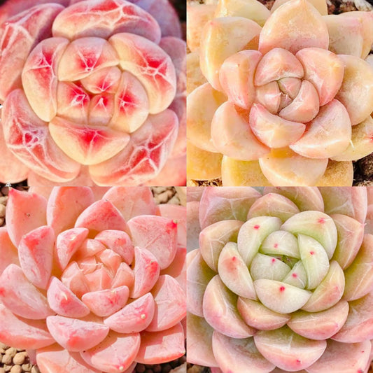 10 Seeds MIX Echeveria sp collection with amazing farina lines /Farina patterns extremely Rare RECOMMENDED Succulent Meaty Plants