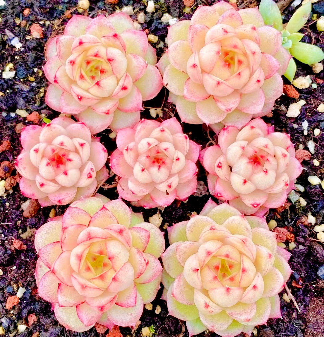 50 seeds Succulent Echeveria Hybrid Mix – Colorful Varieties – Easy to Grow