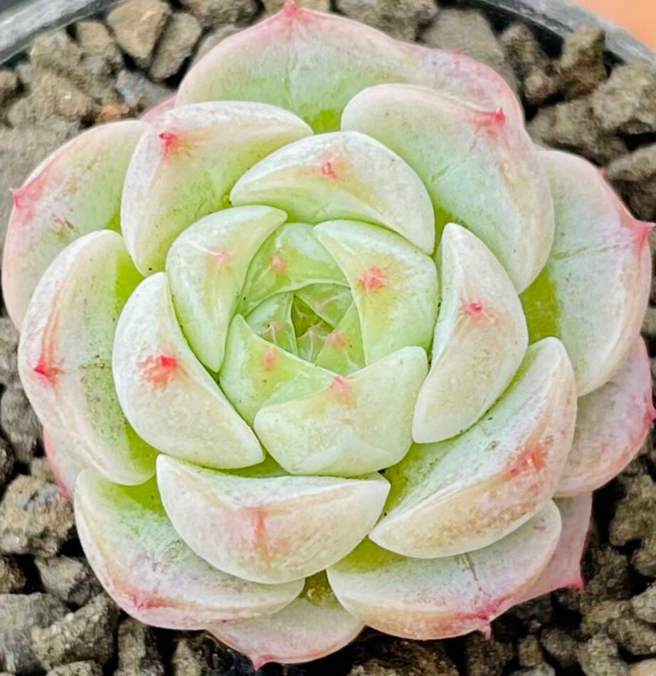 10 Seeds Echeveria ’Alba’ X Chihuahuaensis extremely Rare RECOMMENDED Succulent Meaty Plants