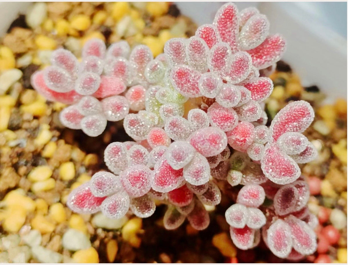 10 Seeds Drosanthemum Skilpad, Very Rare Succulent Meaty Plant