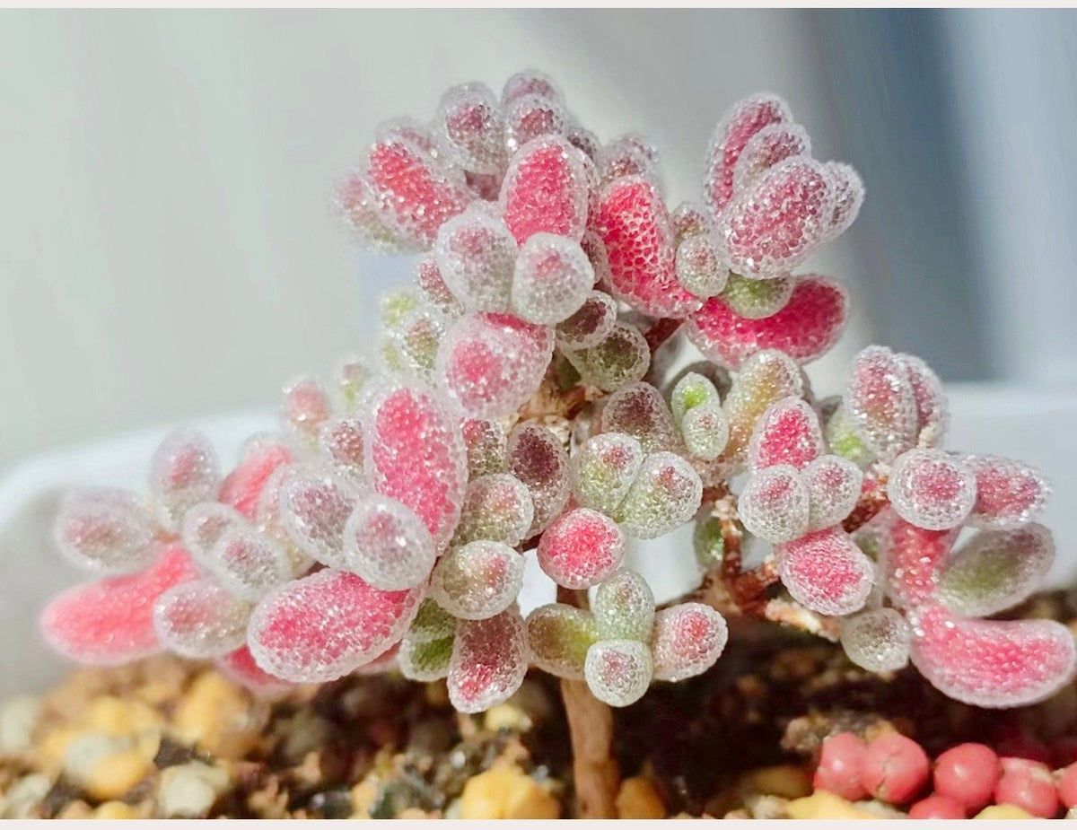 10 Seeds Drosanthemum Skilpad, Very Rare Succulent Meaty Plant
