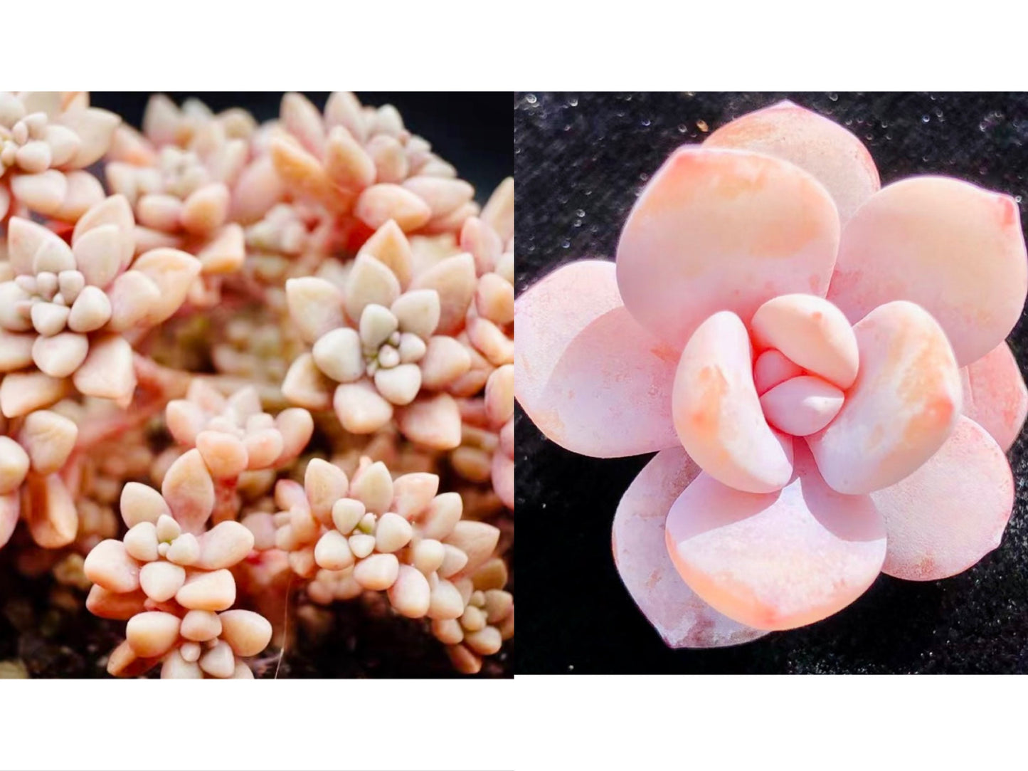 10 seeds Graptopetalum mendozae X Echeveria Laui New Hybrid Hybrids Seed Rare Succulent Plant