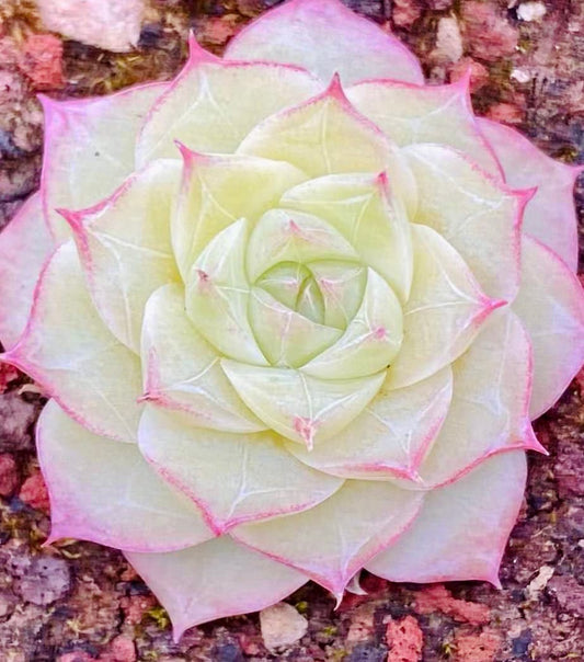 10 seeds Echeveria blood romeo X albamini New Hybrid Seed Rare Succulent