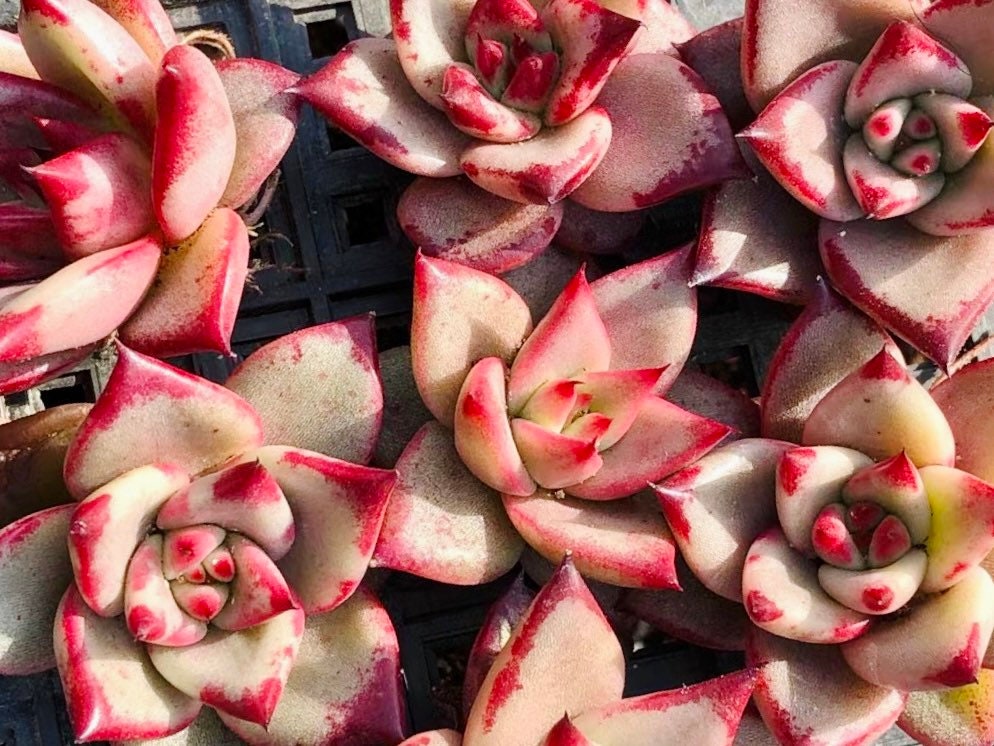 10 Seeds Echeveria Blood Romeo Rare Succulent Plant