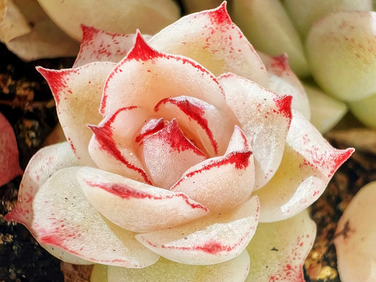 10 Seeds Echeveria ’Alba’ X Chihuahuaensis extremely Rare RECOMMENDED Succulent Meaty Plants