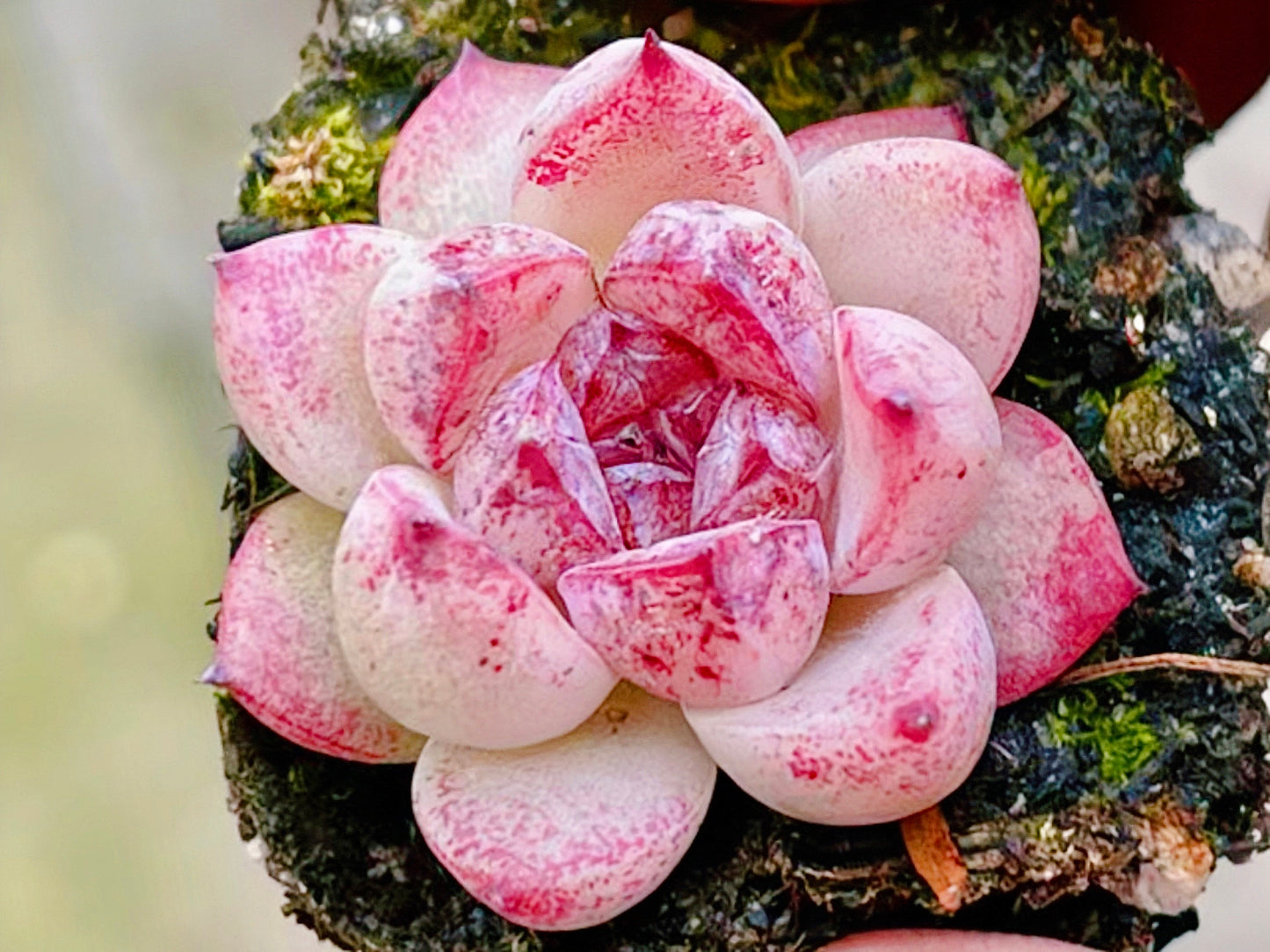 10 Seeds Echeveria Blood Maria (Black Queen, Black rose) X Chihuahuaensis Hybrids Succulent Plant
