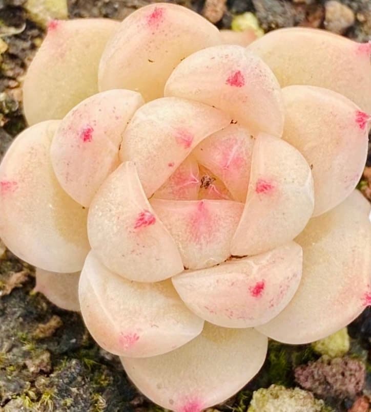 10 Seeds MIX Echeveria cuspidata Hybrid Seed Rare Succulent Plant