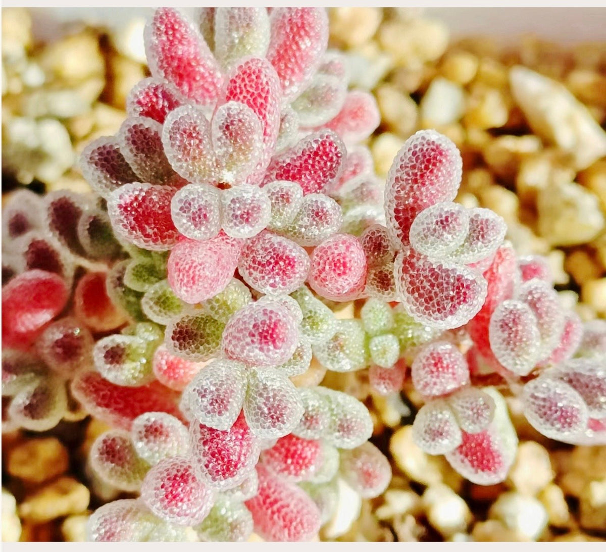 10 Seeds Drosanthemum Skilpad, Very Rare Succulent Meaty Plant