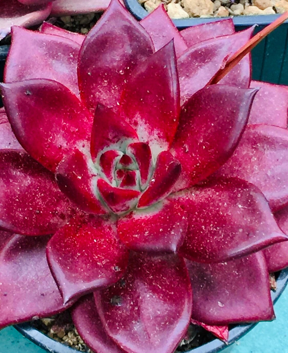 10 Seeds Echeveria Agavoides Romeo Rubin Rare Succulent Plant
