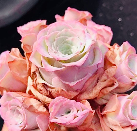 10 Seeds Greenovia aurea sp. 'Love Letter' very Rare Pink mountain Rose Seed Succulent Bonsai Plant Flower Succulents Meaty Plants