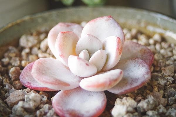 10 seeds Echeveria Pink Laui Lauii Seed Rare Succulent Plant