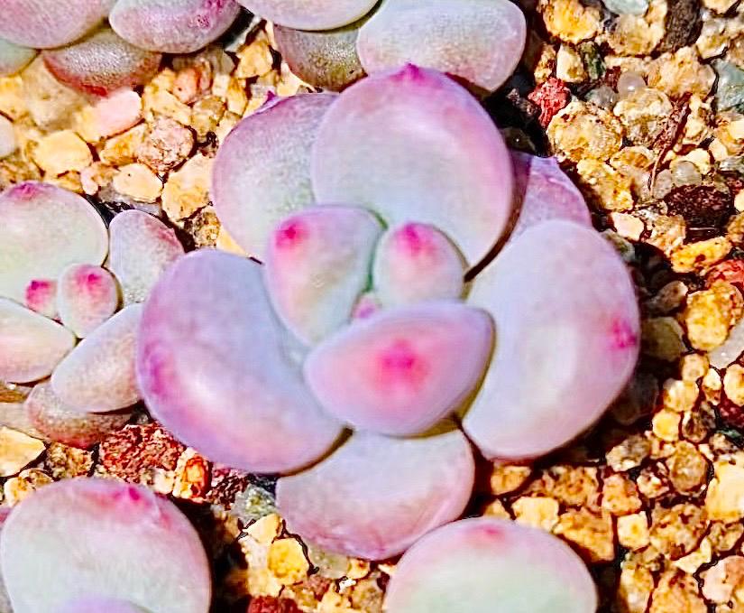 10 Seeds xPachyveria 'Elaine' X Echeveria rubin Rare hybrid New Succulent Plant