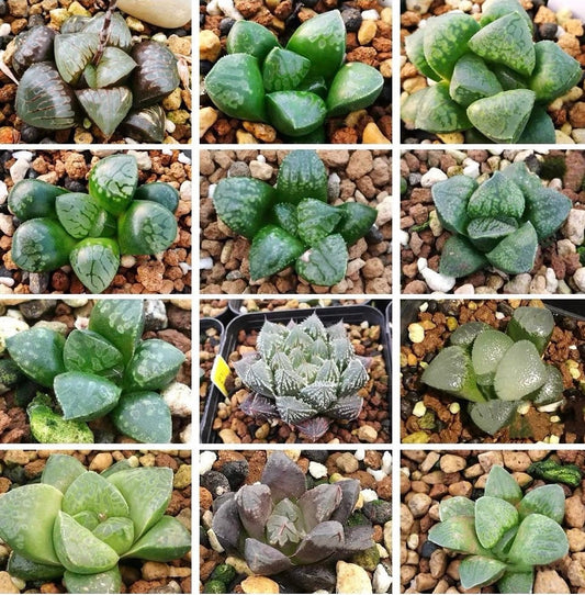 10 MIX Seeds Haworthia Emelyae / Picta sp MIX seed Very Rare Succulent Pink Plant Flower Succulents Meaty Plants