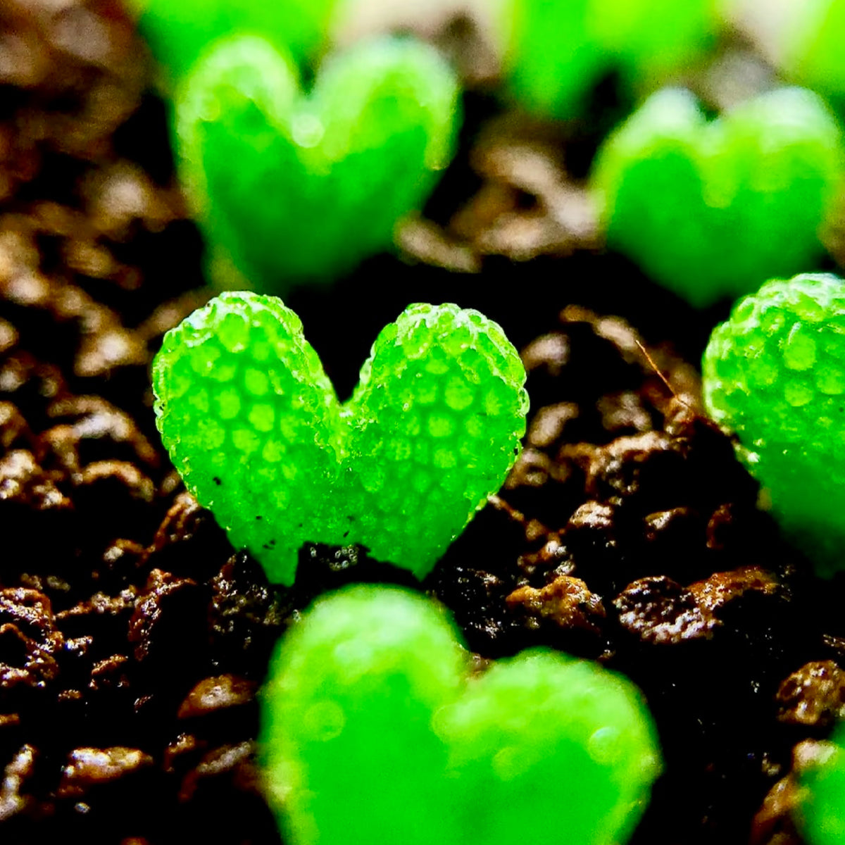 10 Seeds Diplosoma luckhoffii (Maughaniella luckhoffii) Seeds – Duckfoot Mesemb