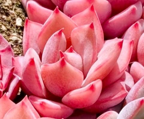 10 Seeds Echeveria strictiflora Nova X Monroe Hybrid Seeds: Rare Pink Succulent
