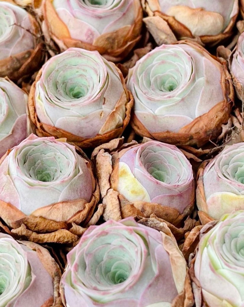 10 Seeds Greenovia aurea sp. 'Love Letter' very Rare Pink mountain Rose Seed Succulent Bonsai Plant Flower Succulents Meaty Plants