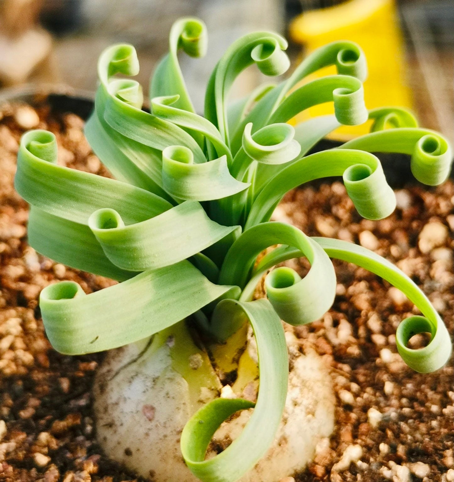 10 Seeds Albuca concordiana ‘Spring Grass’ Rare Succulent Plant
