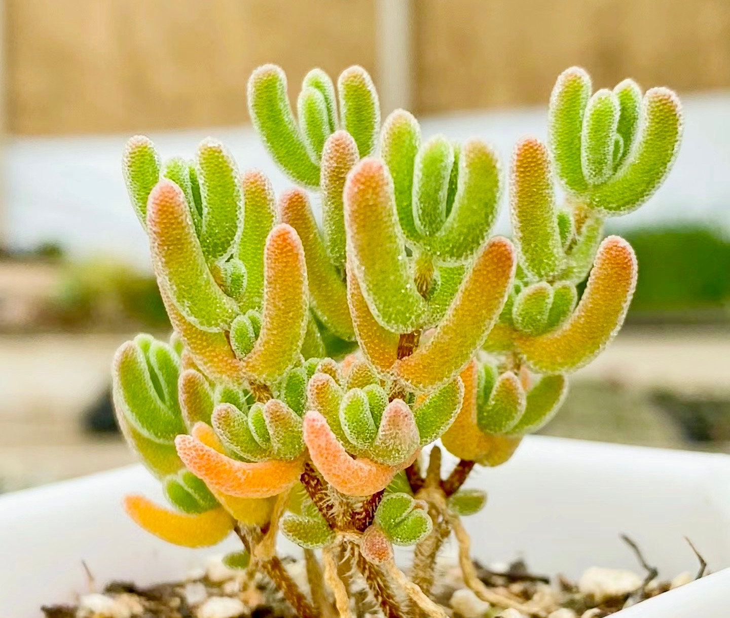 10 Seeds Drosanthemum eburneum Very Rare Succulent Seed Pink Succulents Meaty Plants