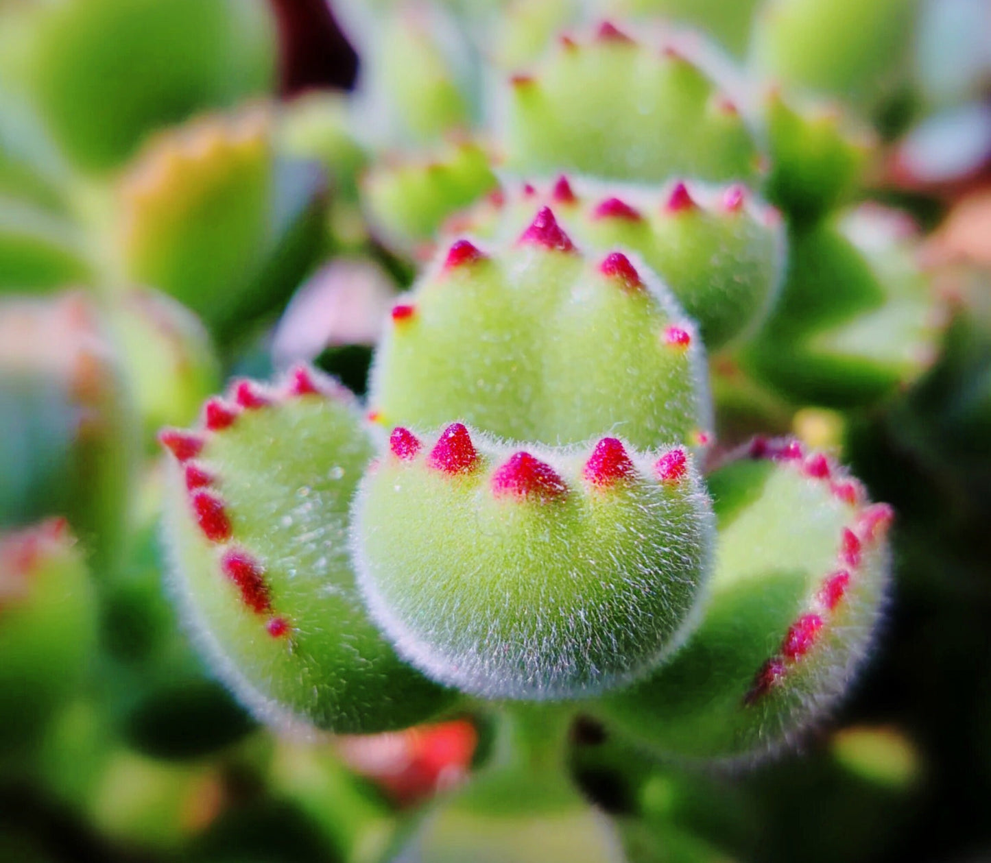 10 Seeds Cotyledon tomentosa ’Bear’s Paw’ Succulent Seed lovely Succulents Meaty Plants