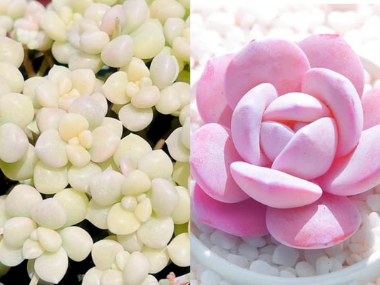 10 Seeds Variegated Graptopetalum mendozae X Echeveria Laui Seeds: Rare Succulent Hybrid