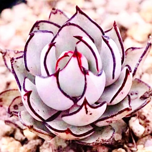 10 Seeds Echeveria Strictiflora V. Nova Rare Succulent Plant