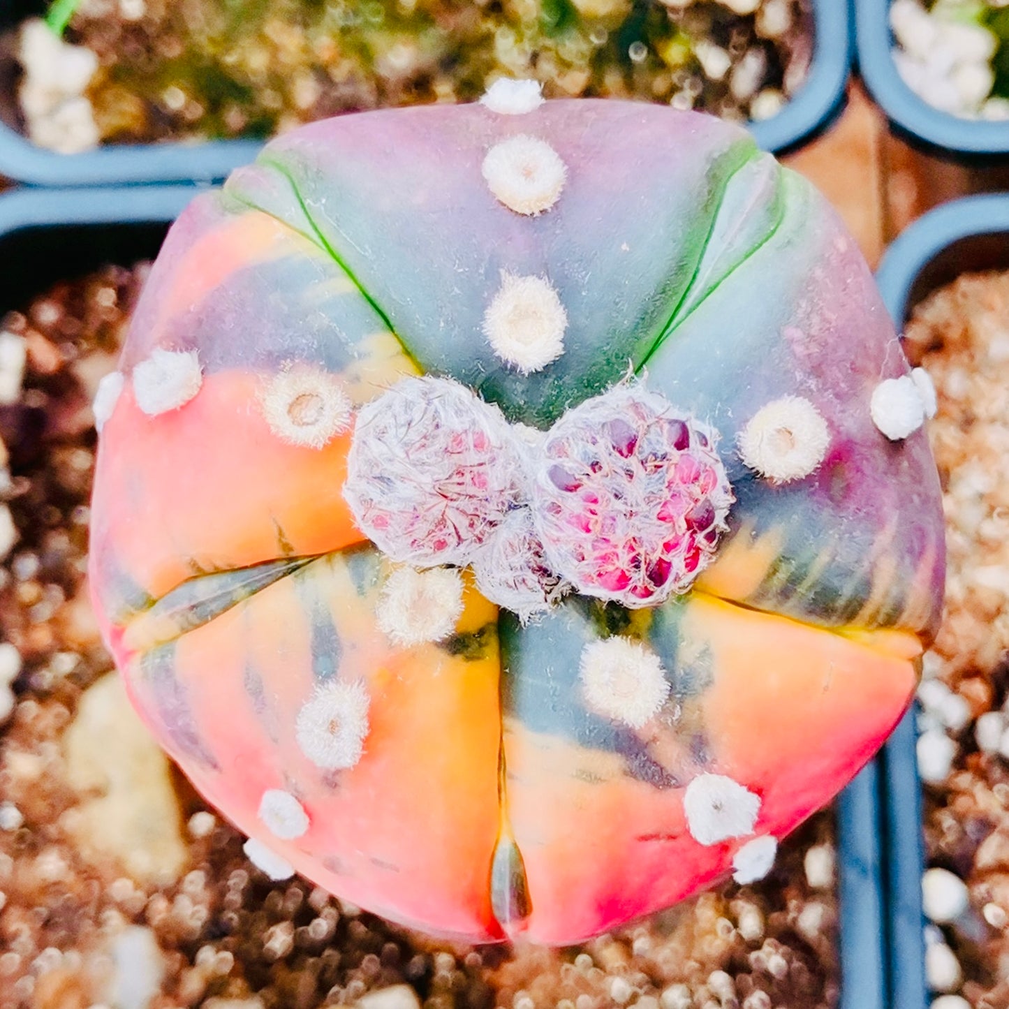 10 Seeds Astrophytum ‘Star plant’ v. Variegated Rare Succulents Cactus