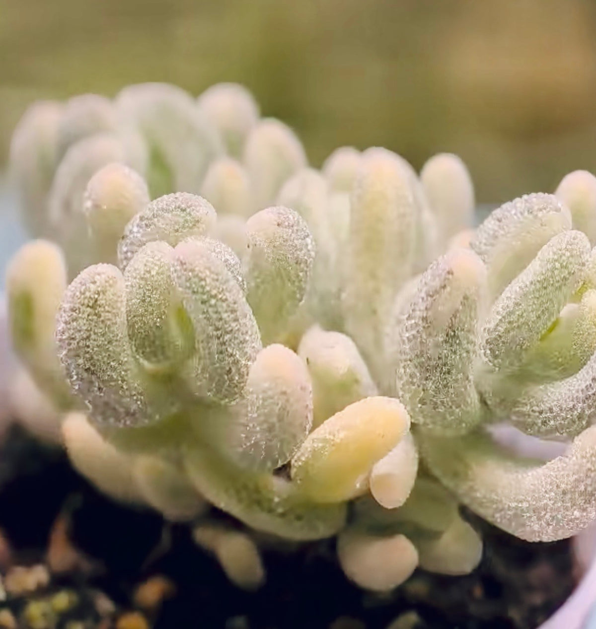 10 Seeds, Variegated Drosanthemum floribundum ‘White Crystal’, Succulent seed