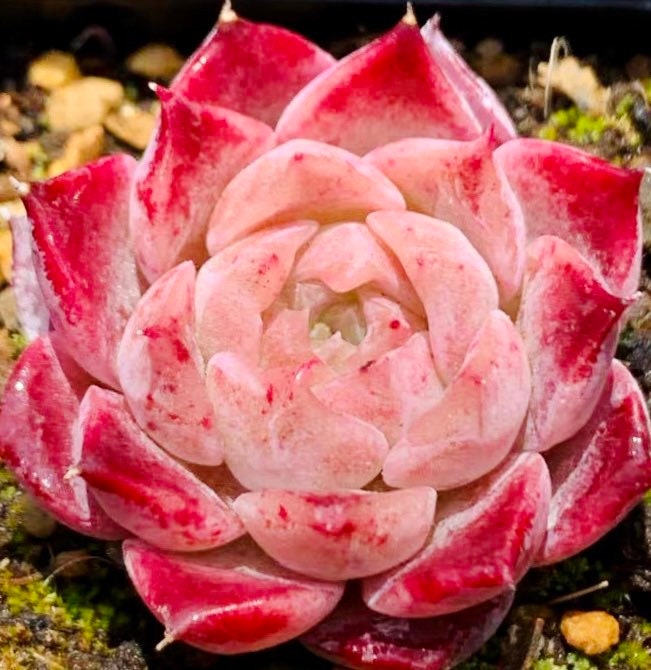 10 Seeds Echeveria hyaliana X Monroe New Hyalina Hybrid Seed Rare Succulent Pink Flower Succulents Meaty Plants