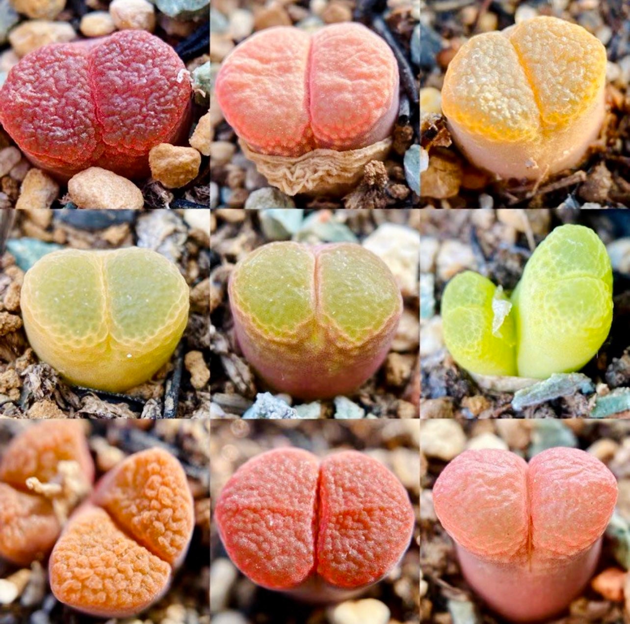 10 Seeds MIX colorful Ophthalmophyllum sp / Conophytum sp Rare Succulent Seed Pink Succulents Meaty Plants Living stone