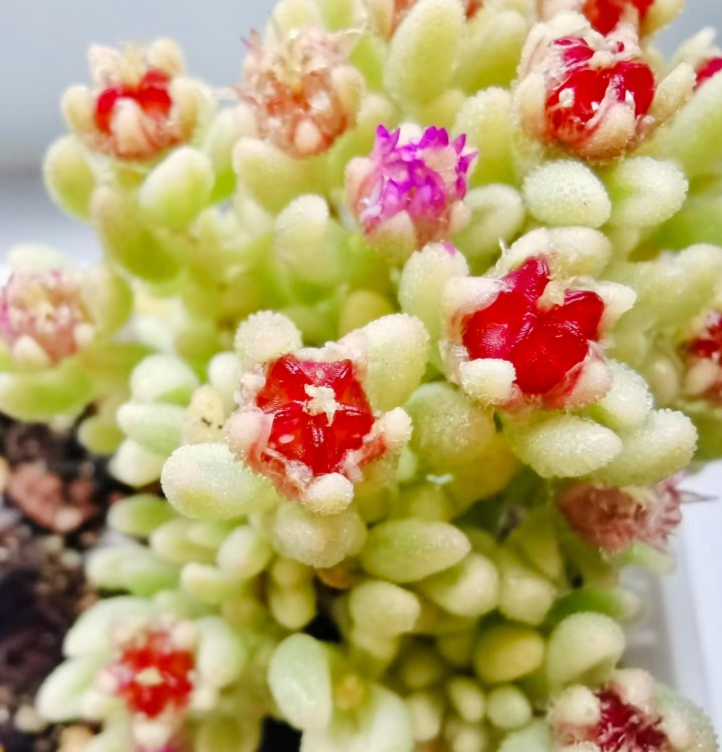 rare plants seeds 10 Seeds Drosanthemum stokoei VARIEGATED Very Rare Succulent Seed Pink – Dream Garden