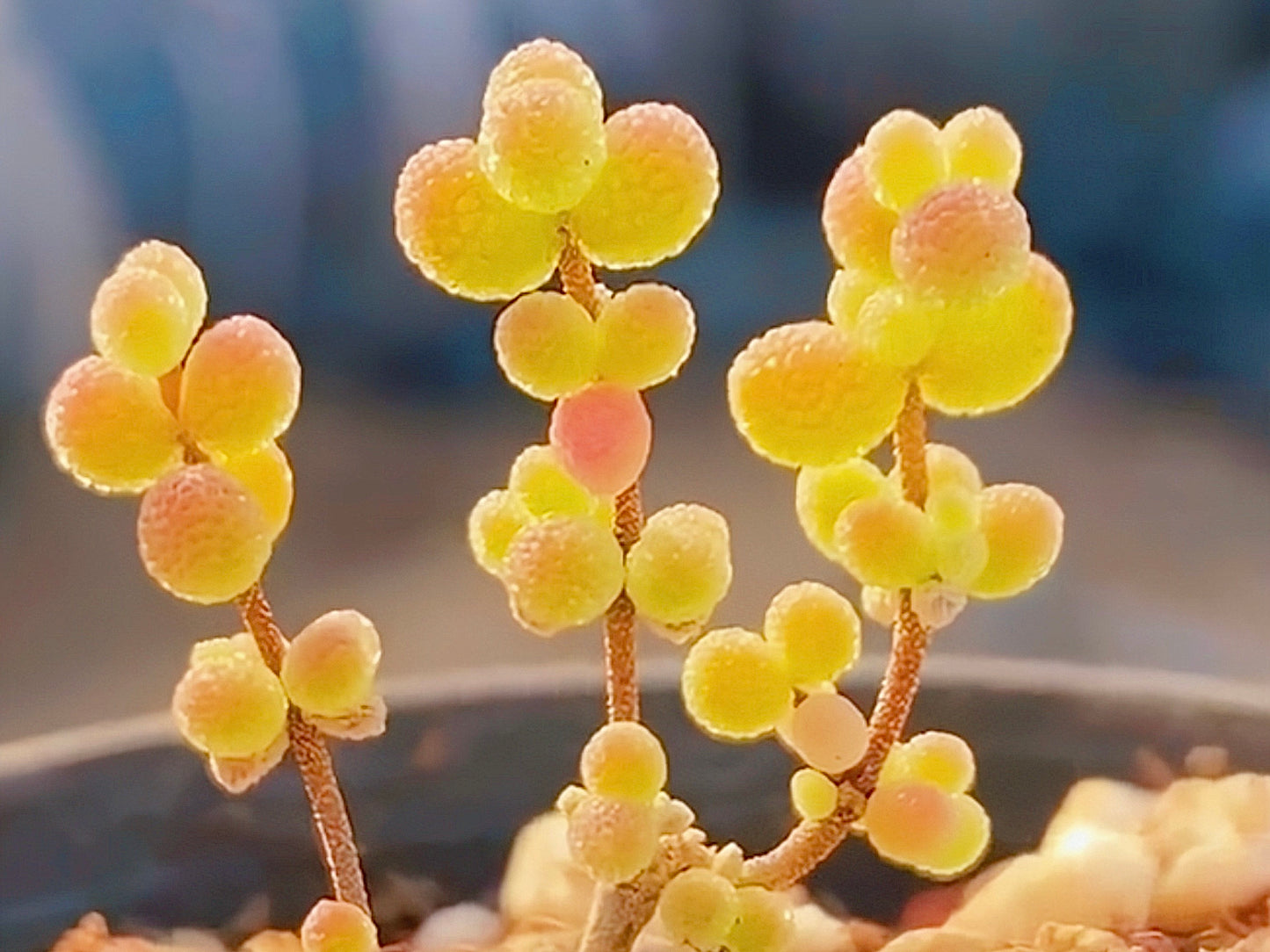 10 Seeds Drosanthemum sp 6 k sw Kliprand (rice gram) Very Rare Succulent Seed Pink Succulents Meaty Plants